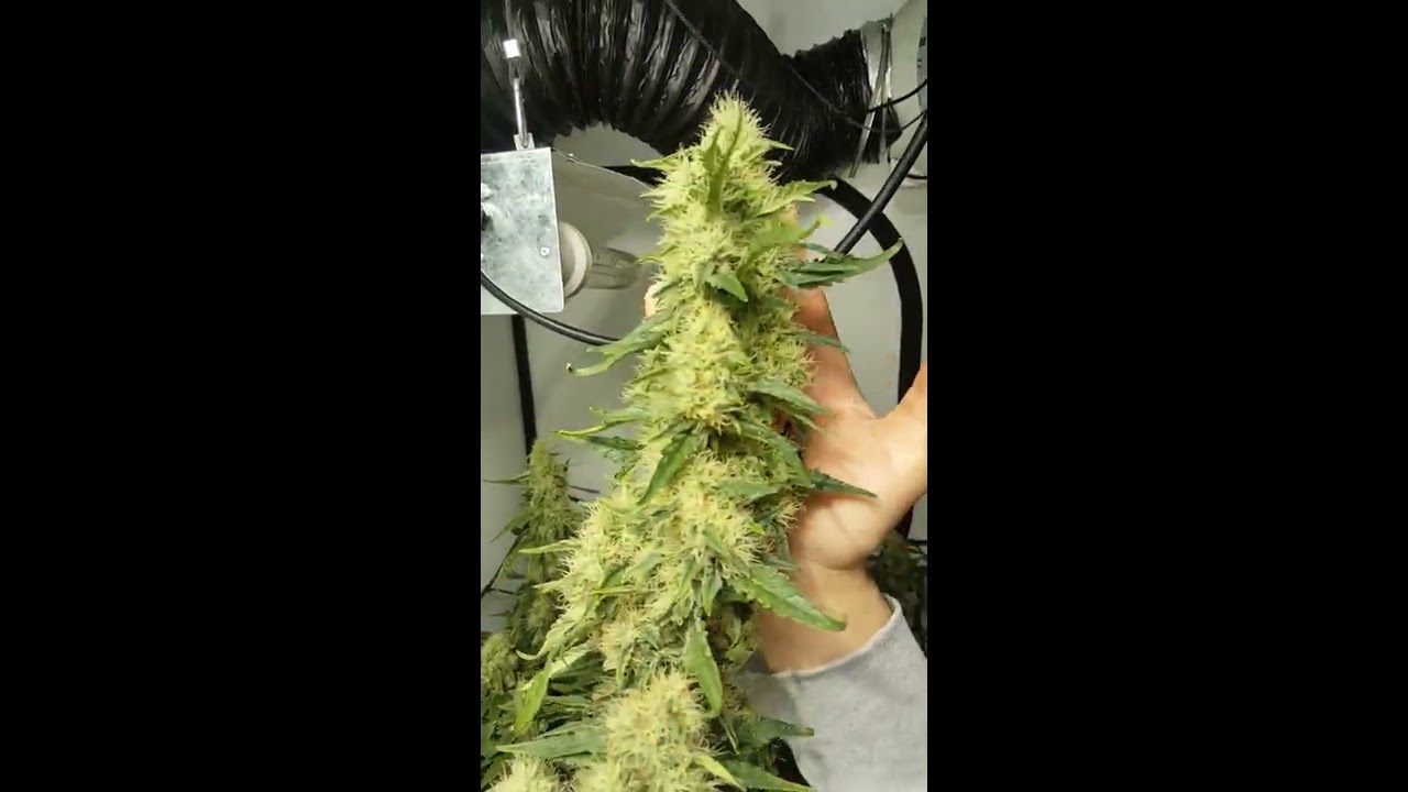 Season 1 episode 10 week 7 day 41 of flower pineapple og kush