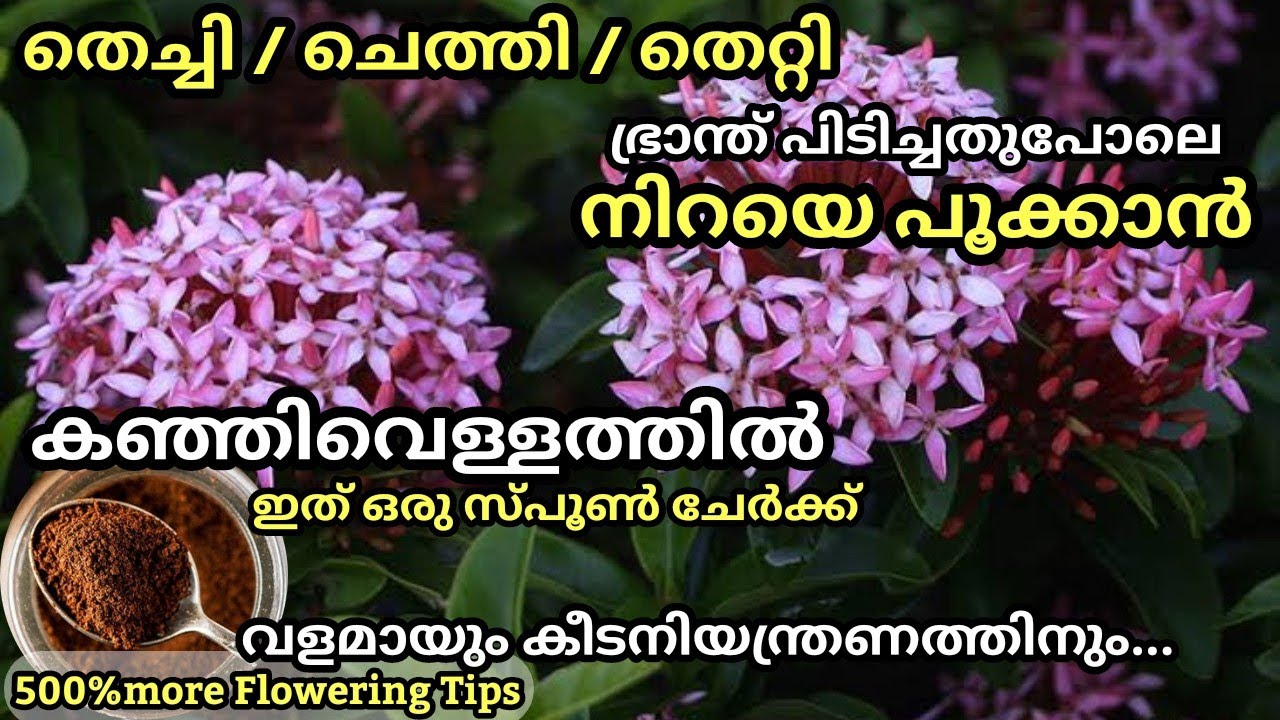 തെച്ചി നിറഞ്ഞ് പൂക്കാനും തഴച്ചുവളരാനും കീടനിയന്ത്രണത്തിനും അത്ഭുത വളം // Ixora plant flowering Tips