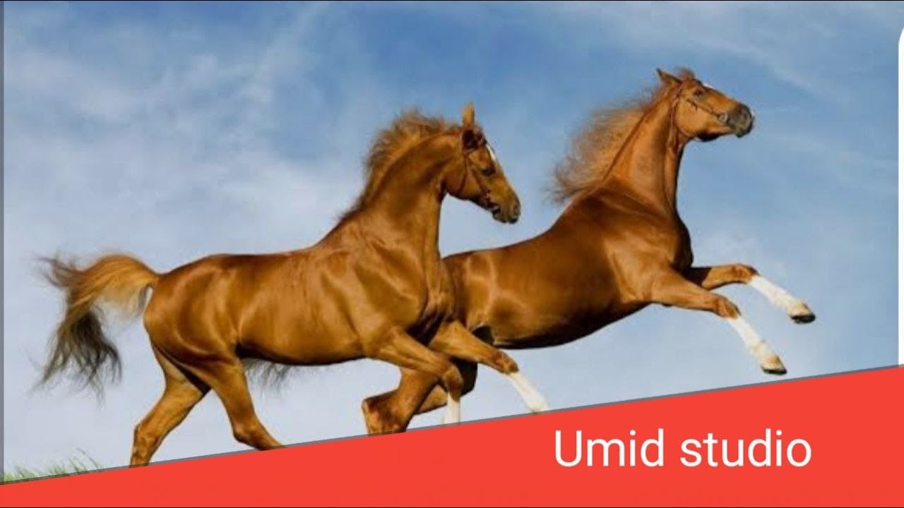 AT CHAPKY ARAZMATOVLARDA TURTKUL MISKIN (28 01 2026) UMID STUDIO