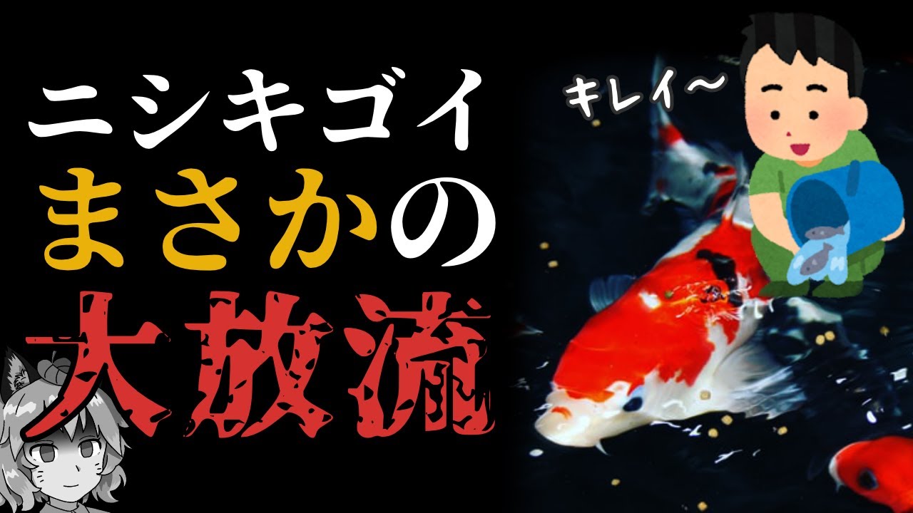 【外来種】ニシキゴイの稚魚200匹を大量放流！？コイがもたらす生態系への影響とは