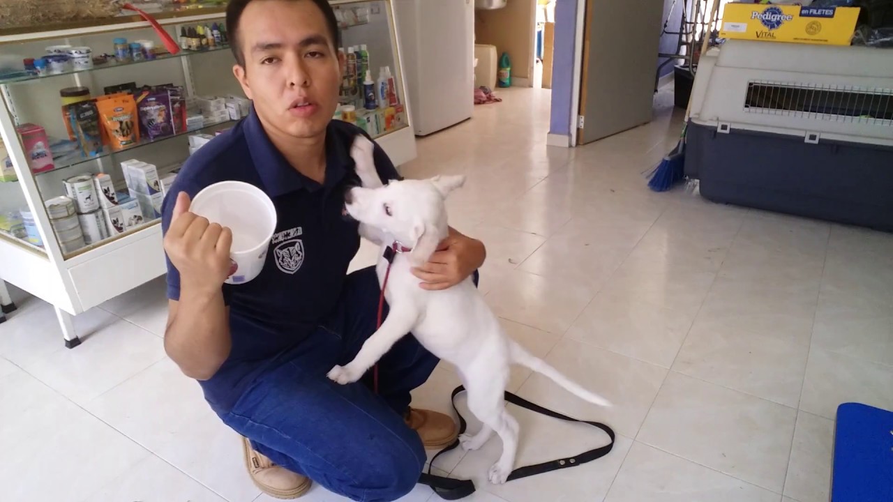 Adiestramiento canino para cachorro video #1