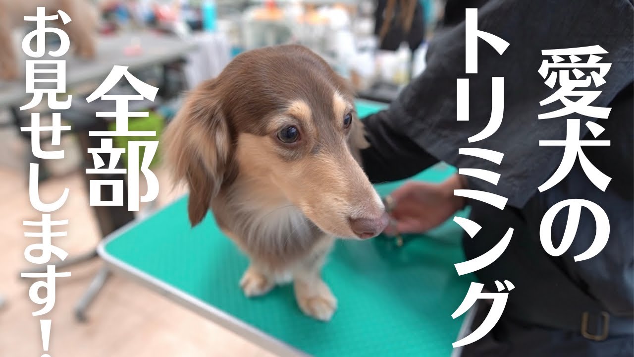《2022.5.28》他人に吠えまくりの愛犬のトリミング風景。果たしてお利口できるのか？？ミニチュアダックスフンド・カニンヘンダックスフンド