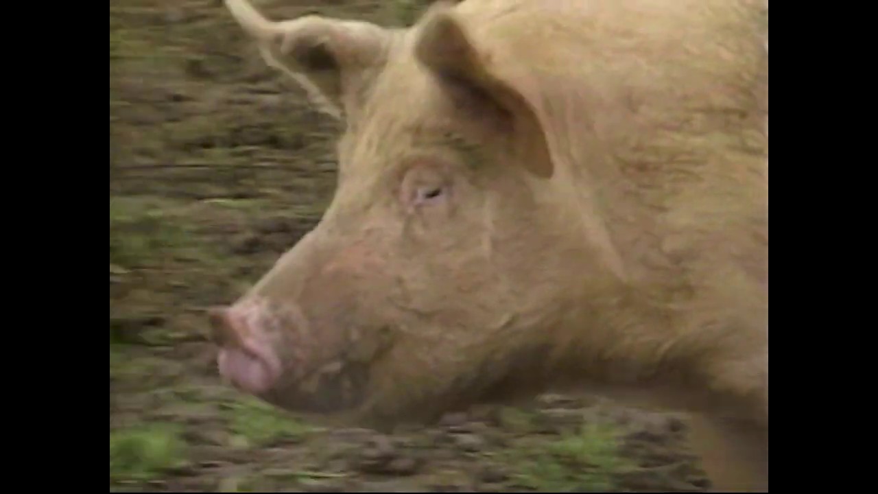 The Heartland Series - Hog Drive