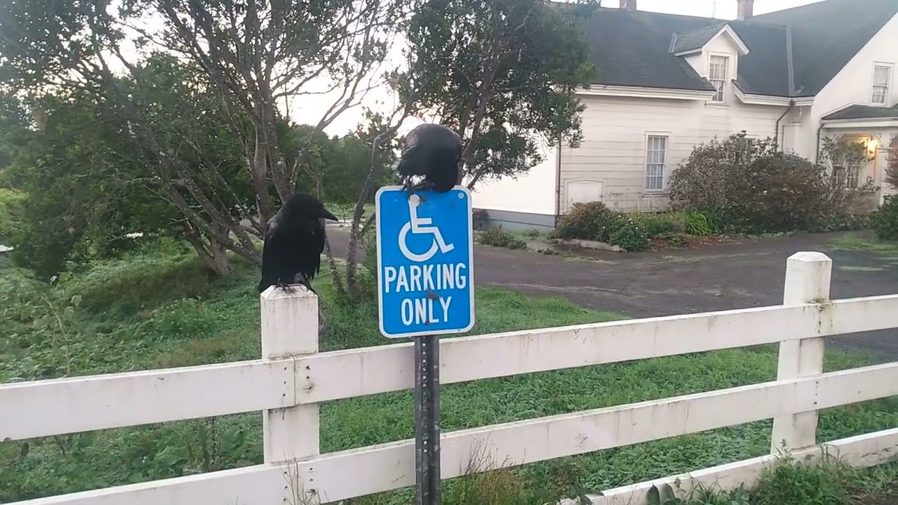Doing 'Raven Things'