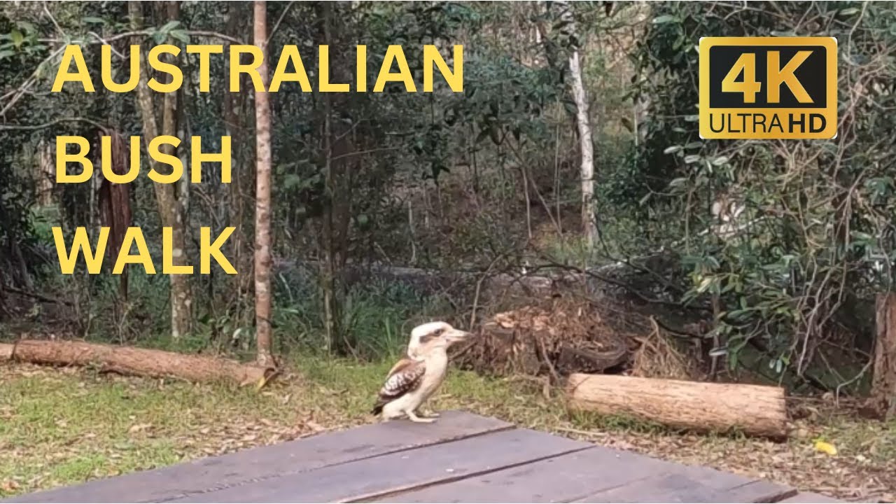 Australian Bush Walk, Bellbird Grove, Brisbane, Australia (4K)