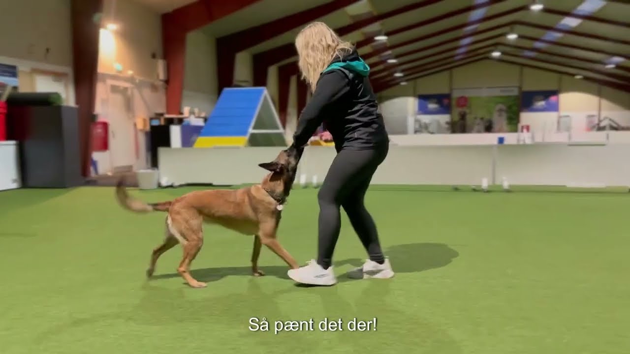 Pauser er ALTAFGØRENDE i hundetræningen!🧠