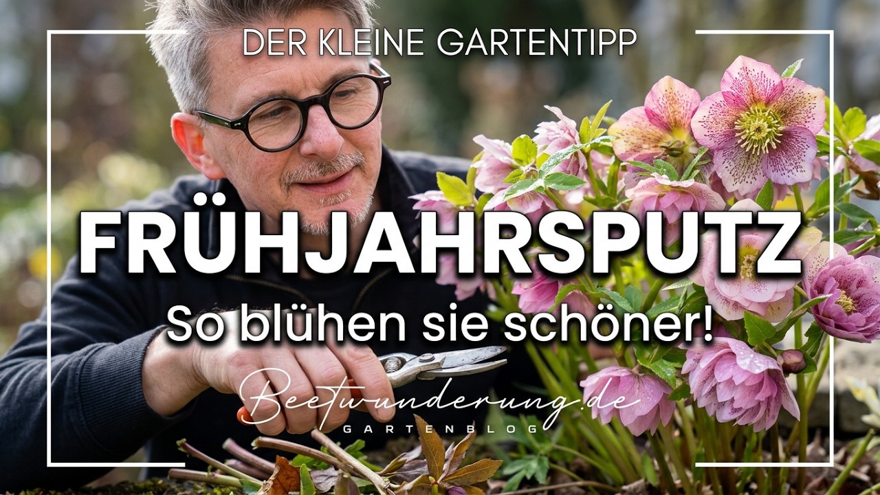 Der kleine Gartentipp: Frühjahrsputz der Lenzrosen (Helleborus orientalis) / Cleaning Helleborus
