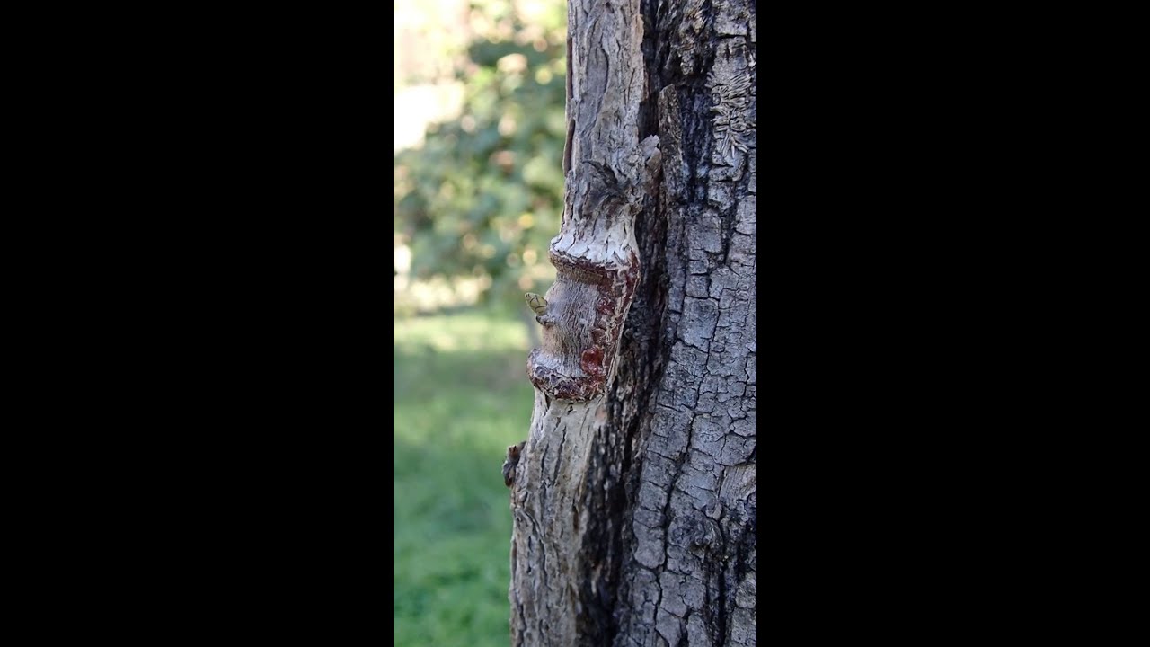 Corylus Colurna grafted with technique 