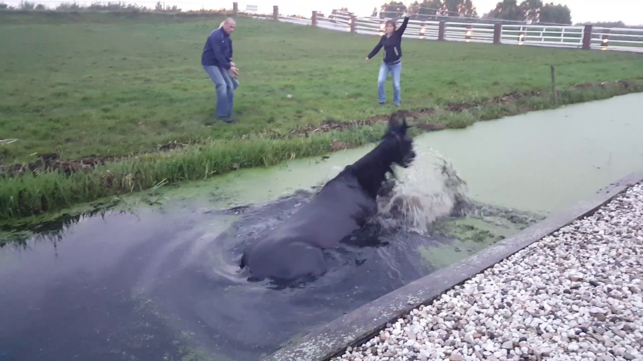 Horse Rescue at Lucky Stables Mijdrecht, Netherlands