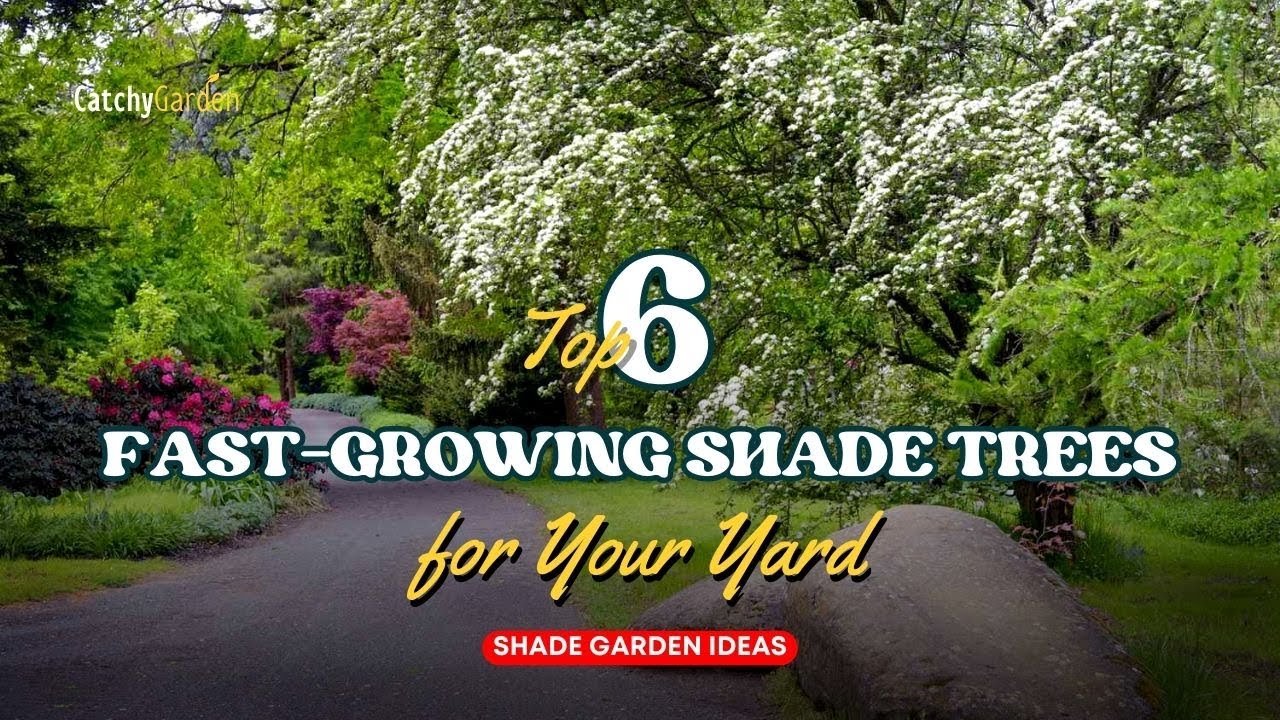 Top 6 Fast Growing Shade Trees for Your Yard 🌲🌸🌳 // Shade Garden Ideas
