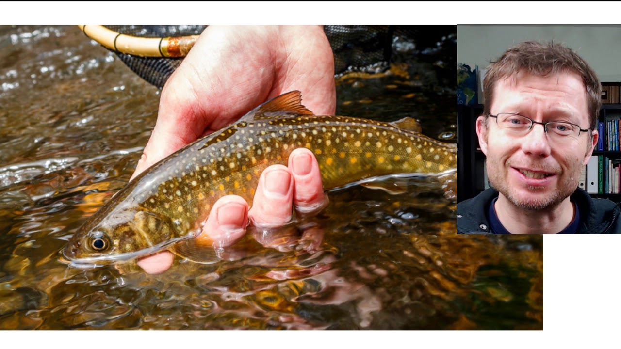2019 British Fly Fair International: Prizes, Talks and Demos by Discover Tenkara