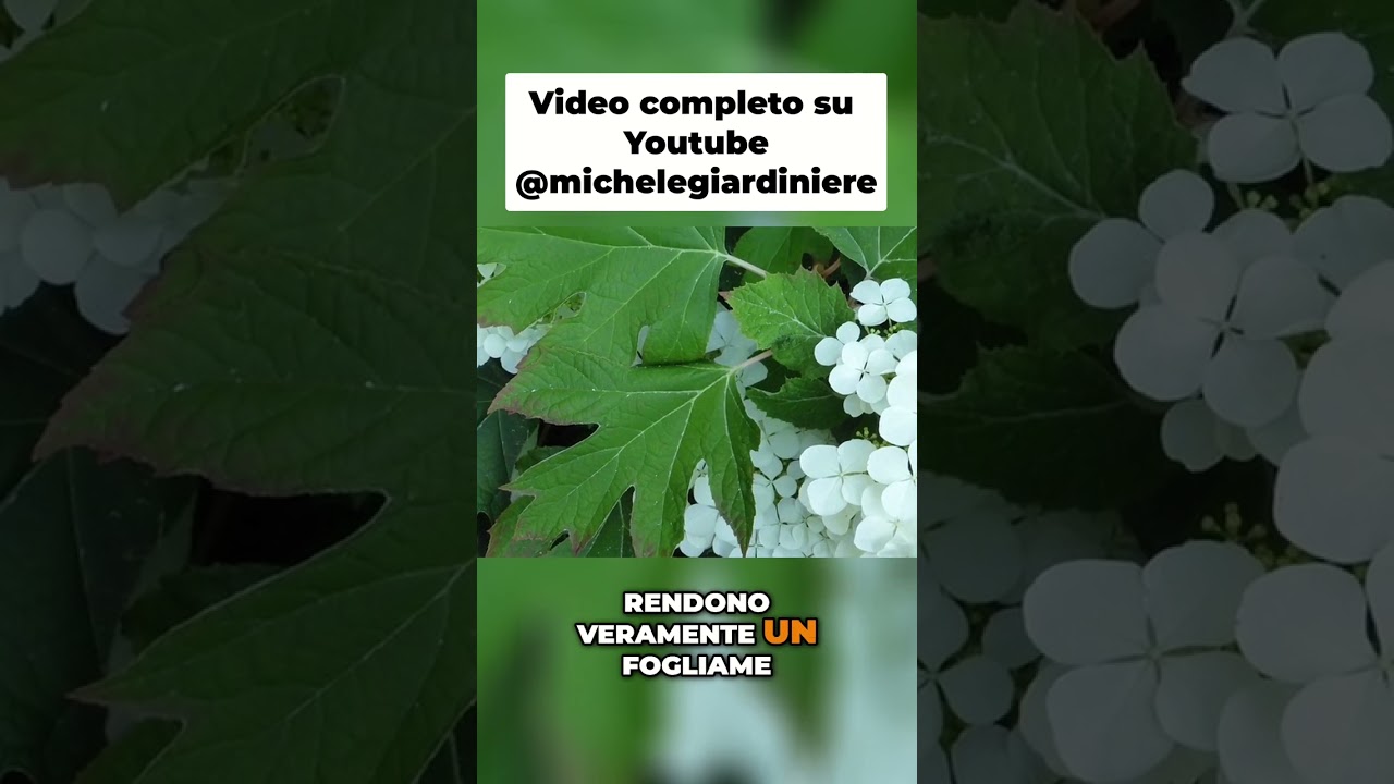 Hortensia Americana: I Segreti per un Fogliame Splendido