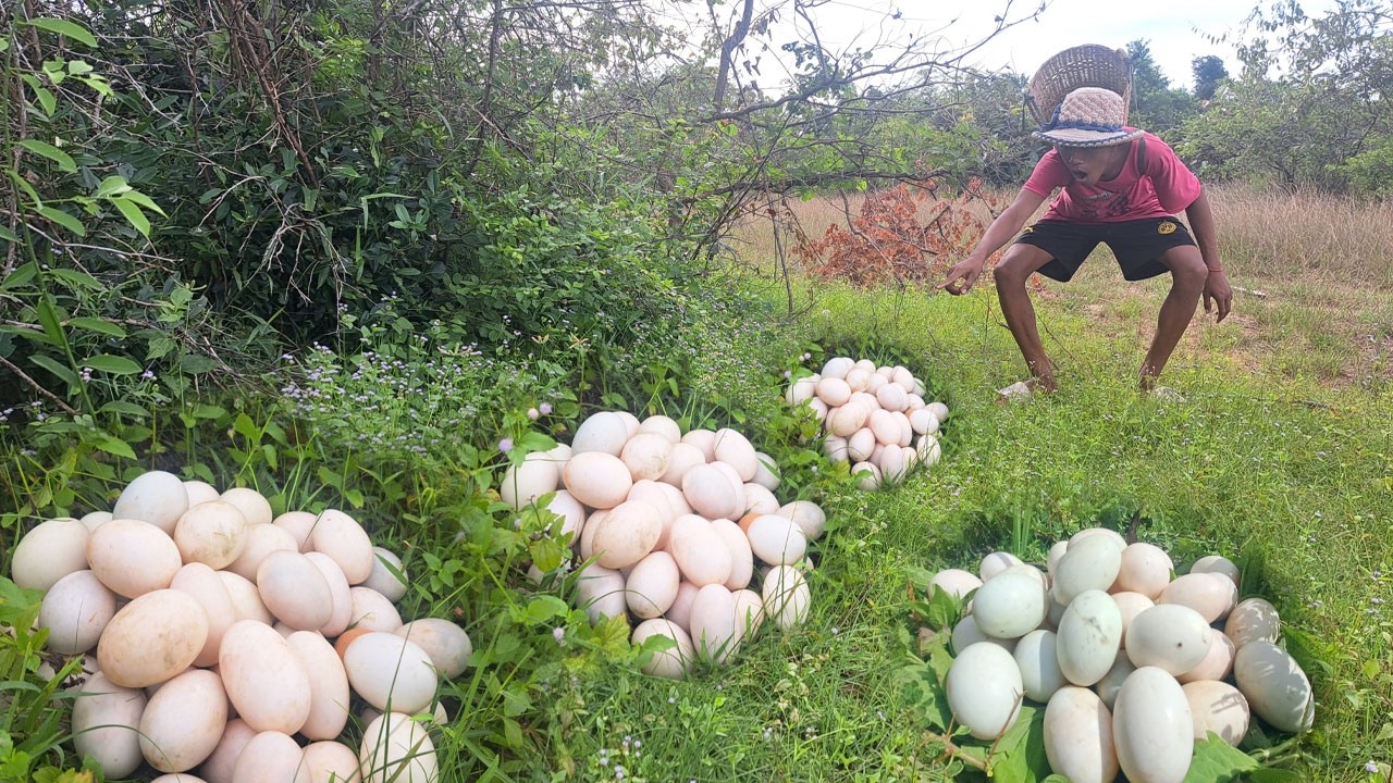 OMG HAND UNIQUE!  Pick a lot of duck eggs near the mouth of a man.