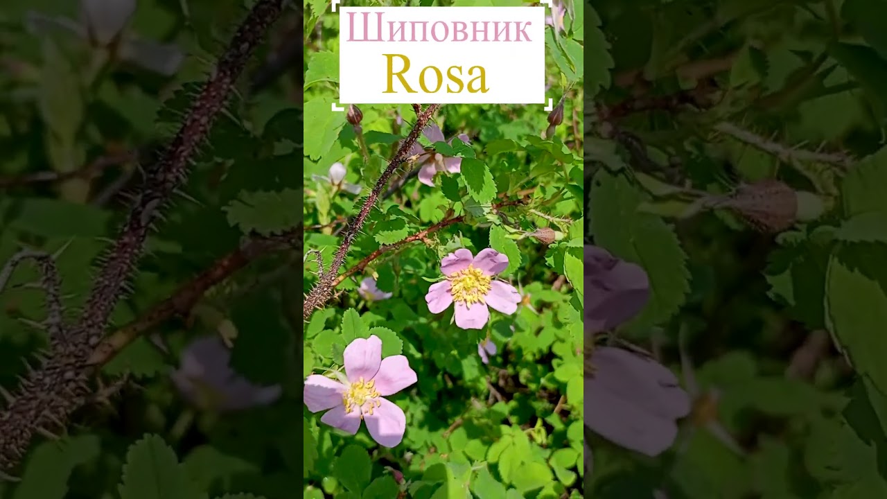 Шиповник (Rosa).🌸