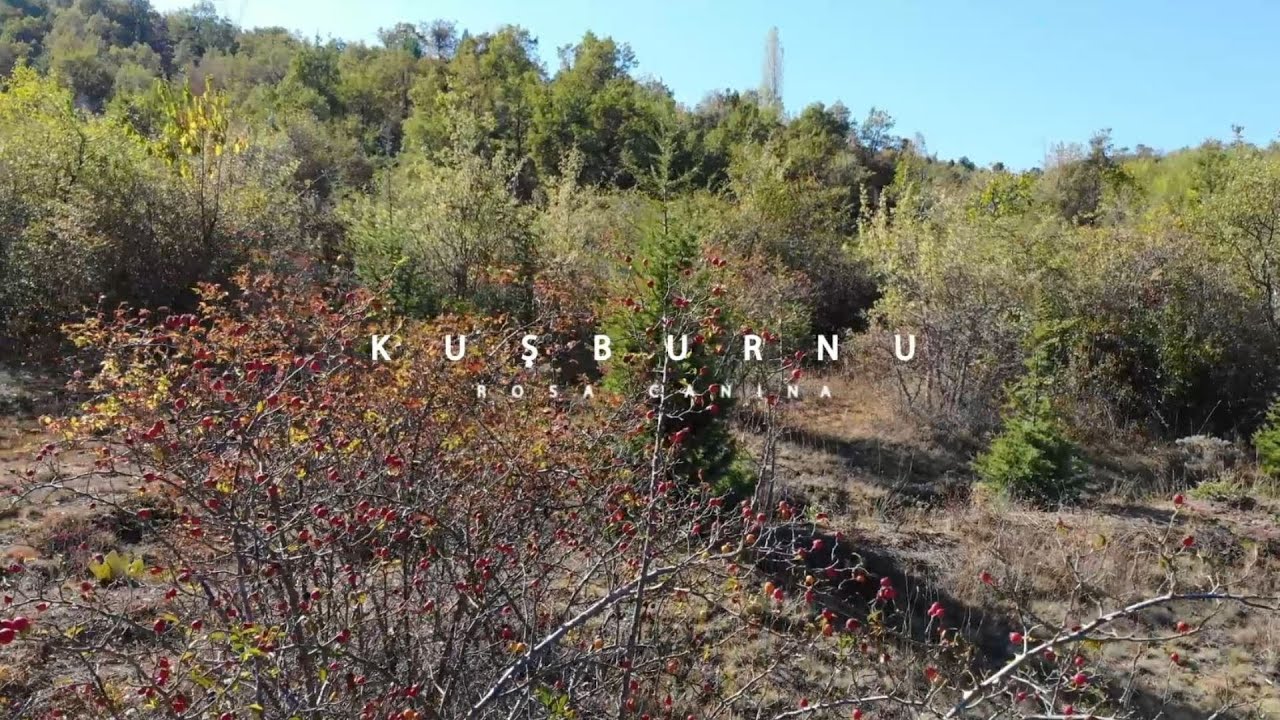#Kuşburnu ; bol ve dikenli dallar ucunda nazlı kızıl bir meyve…