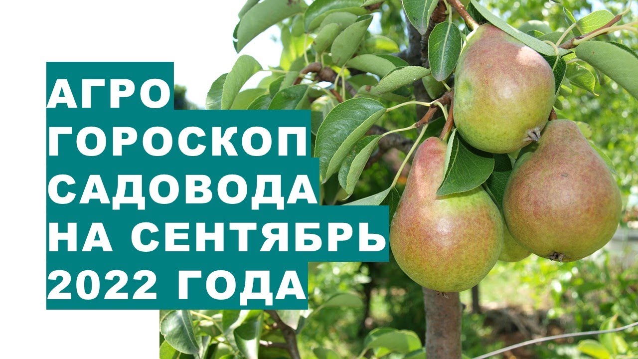 Gardener's agrohoroscope for September 2022