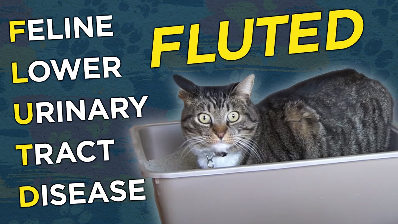 Feline Lower Urinary Tract Disease (FLUTD) - VetVid Episode 008