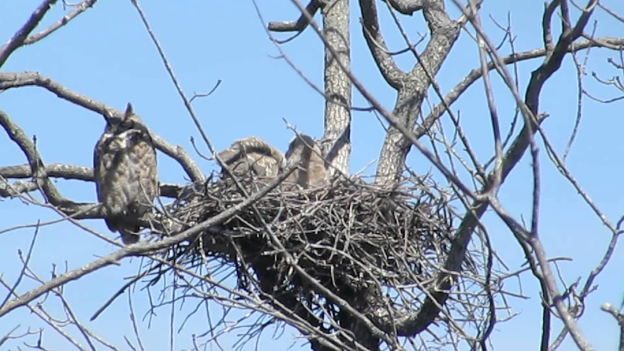 Great Horned Owl Chick stretching its wings