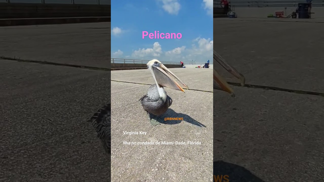 #pelicano