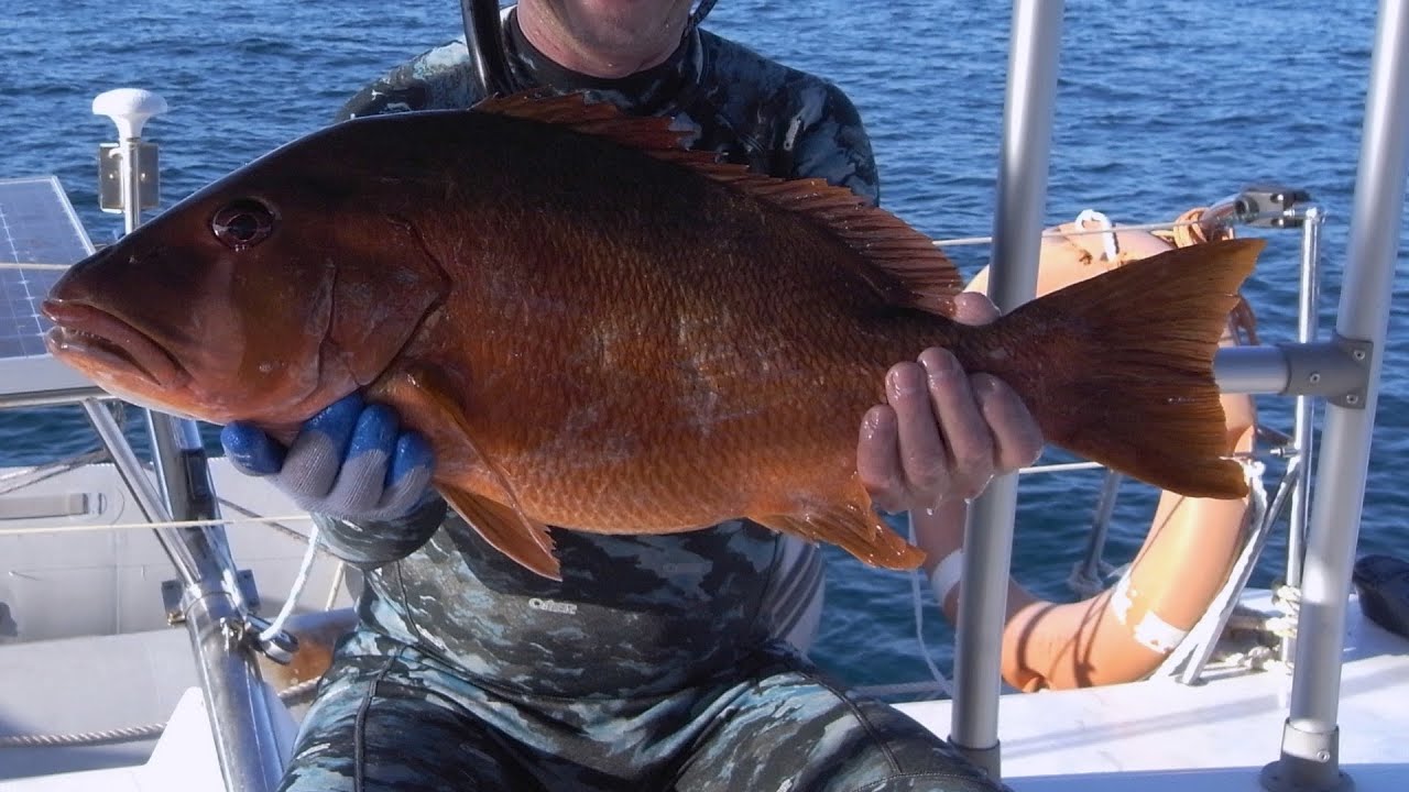 Cuba spearfishing best of No 3: Dog/ Mutton snapper. Chasse sous marine Cuba le meilleur No3: pagres