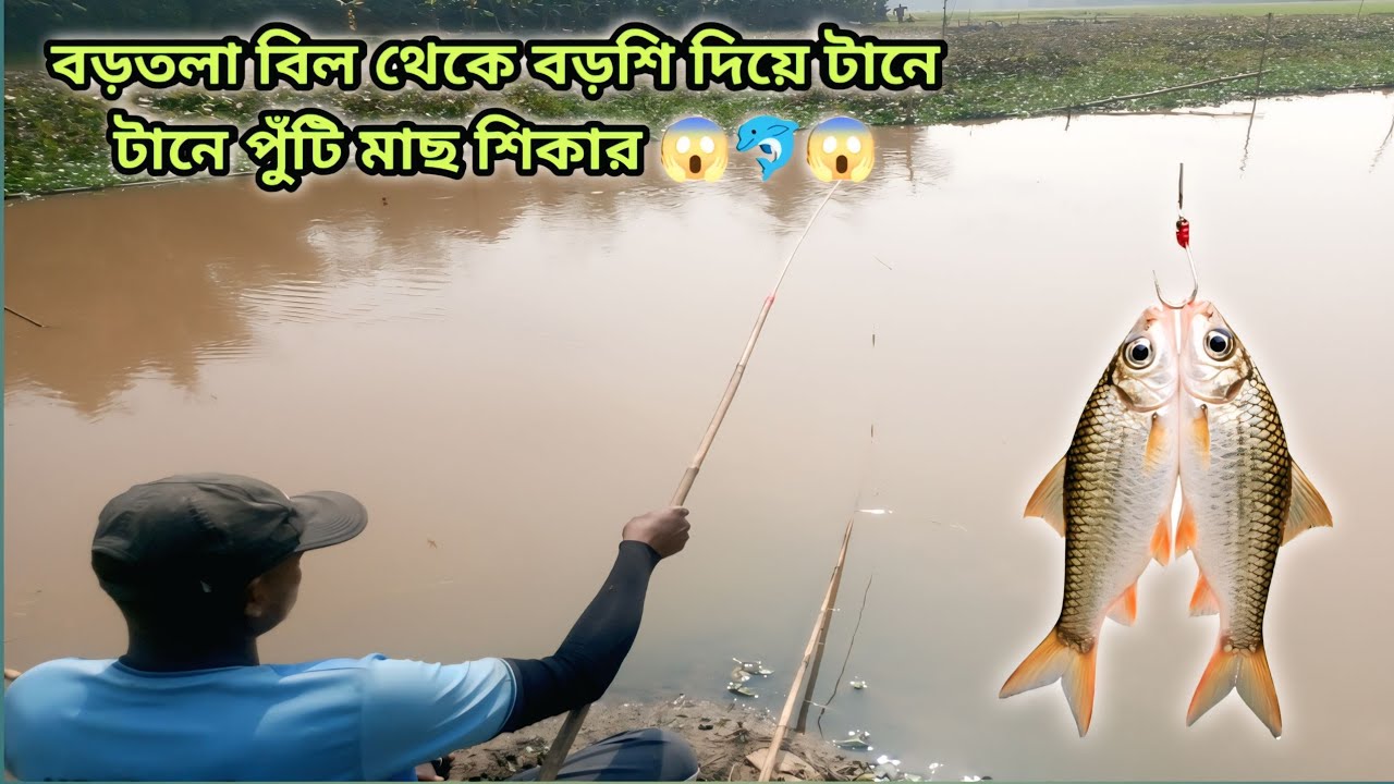 বরশি দিয়ে প্রতি টানে টানে পুঠি মাছ শিকার | Amazing Hook Fishing |#fishing #hookfishing #fishinggear 