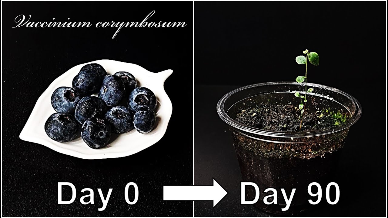 How to grow Blueberry｜Growing Blueberry from seed｜How to grow #50 Blueberry｜Eng Sub