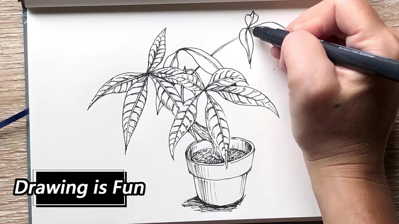 #161 速寫植物 / 畫植物盆栽 (馬拉巴栗、發財樹)