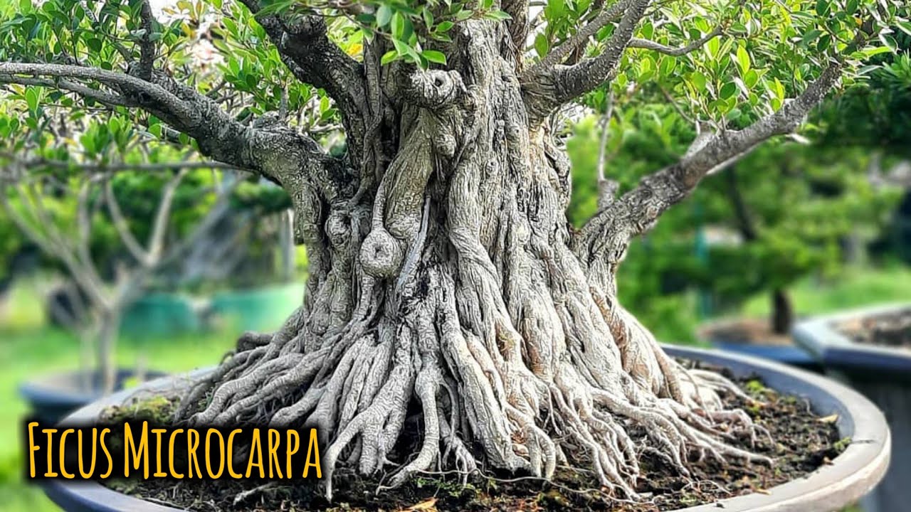Inspirasi Bonsai Kimeng Terbaik | Central Bonsai Indonesia Toho