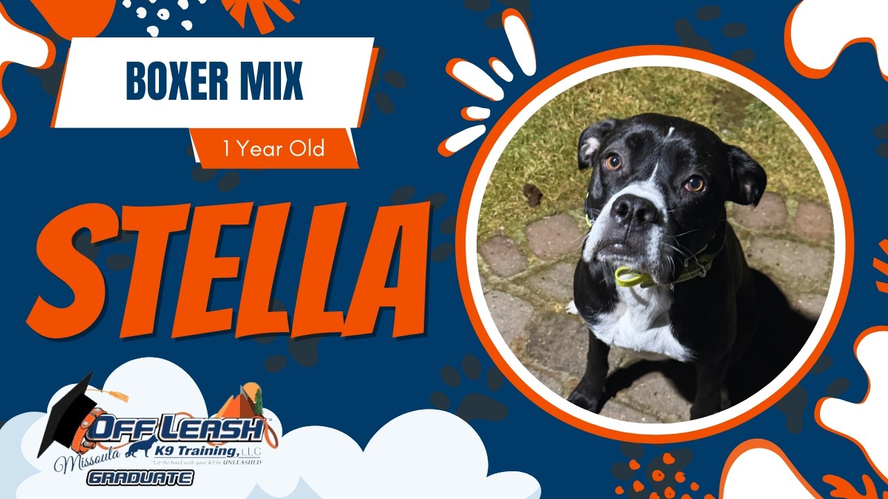 Stella - 1 Year Old Boxer Mix | Best of Missoula Dog Trainers | Off Leash K9 Training Missoula