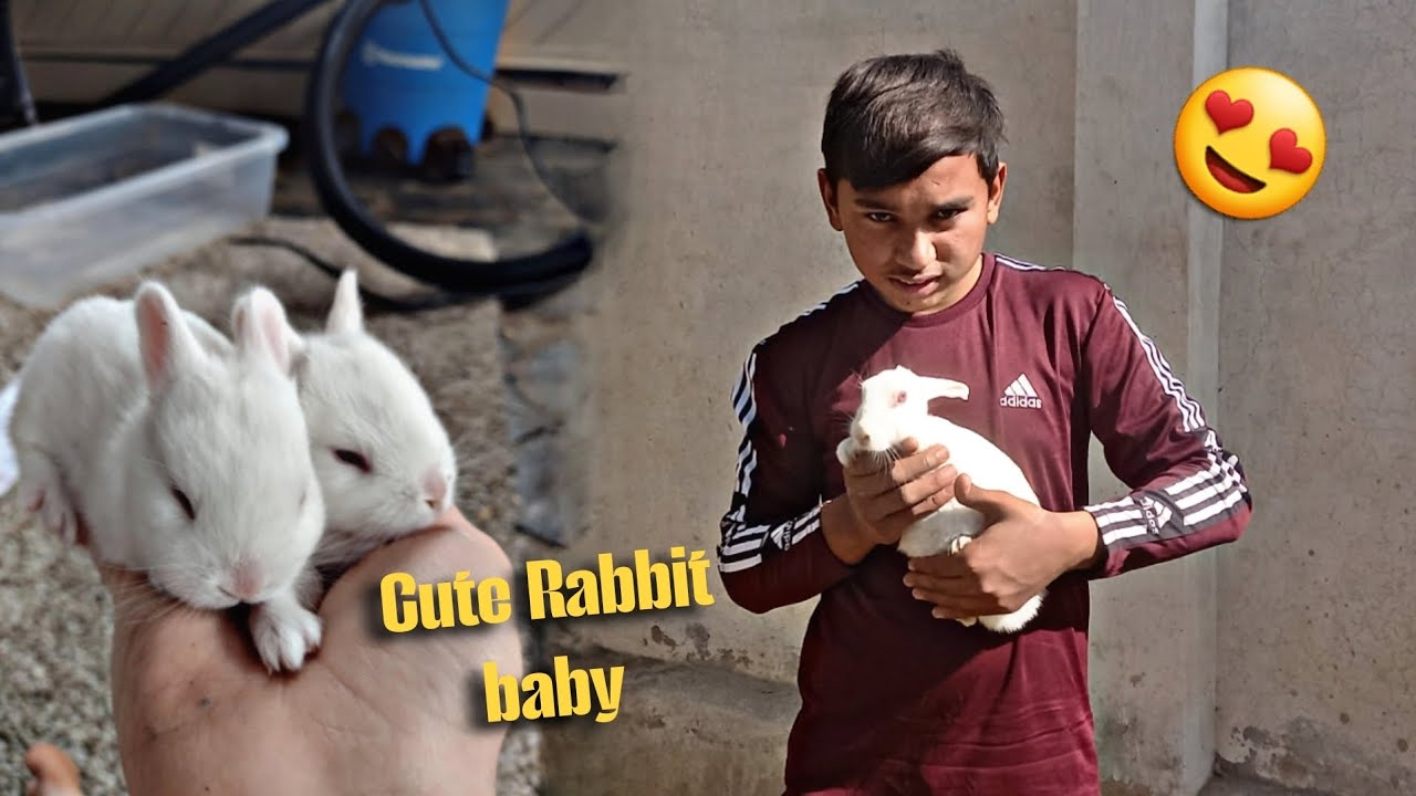 ​Mubarak ho! Hamari Rabbit ne bache de diye 😍🐰 | White cute Rabbit red eyes | Hamza ansari pets 