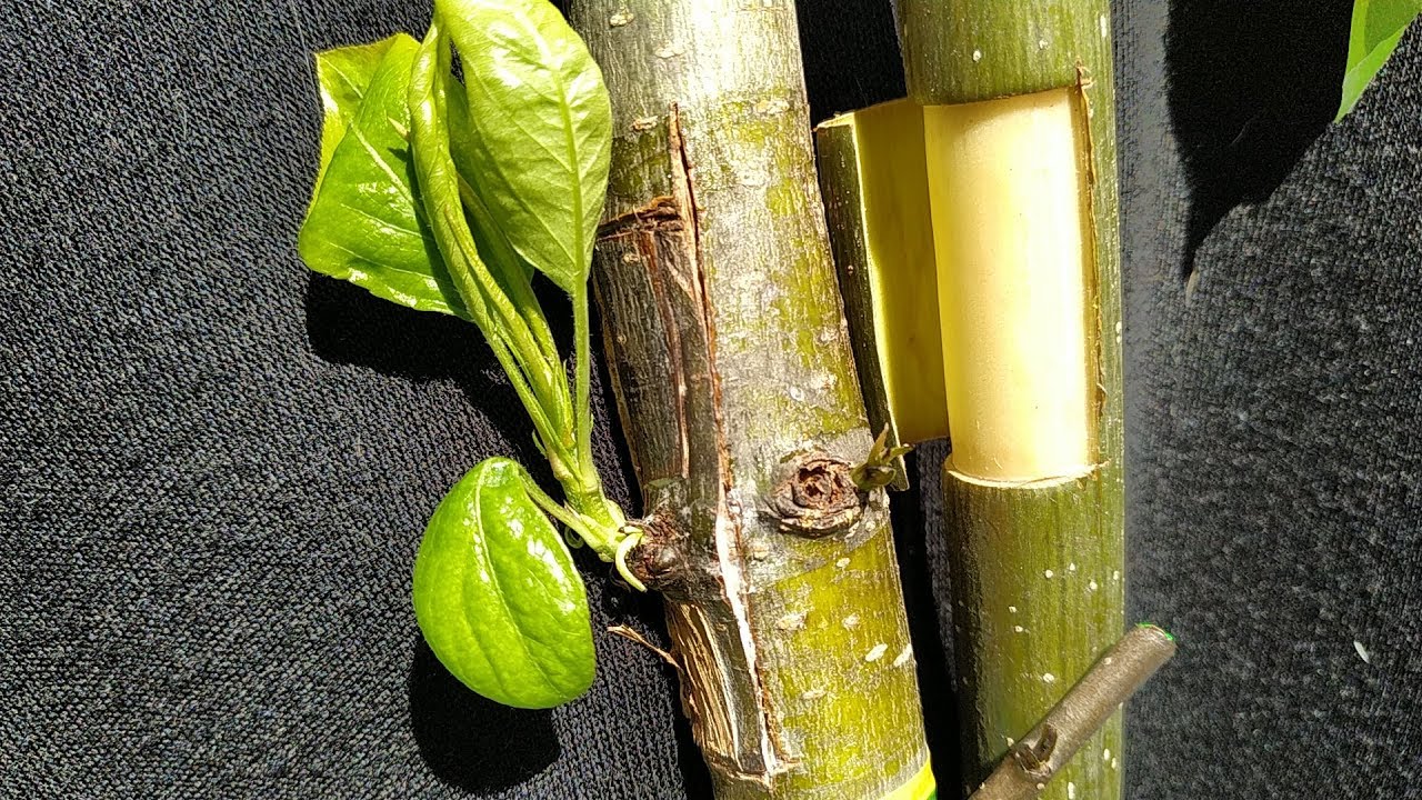 budding grafting pear / pear bud graft / прививка груши