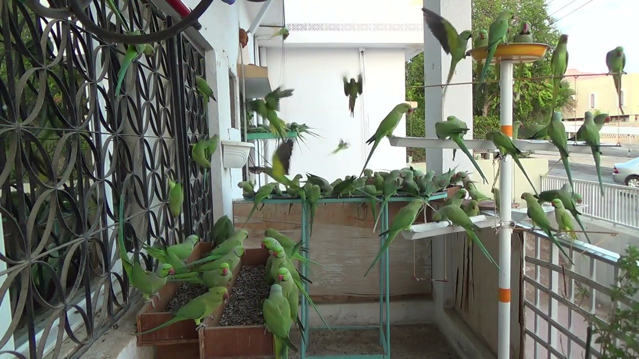 Several types of Parrots,#birds #birdslover #birdsfeeder #chirpingbirds #parrots #alexandrineparakee