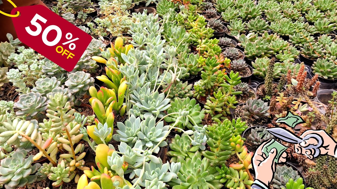 BOTA FORA DE PLANTAS SUCULENTAS | NESSE VÍDEO TUDO PELA METADE DO PREÇO | JARDIM DOS CACTOS 