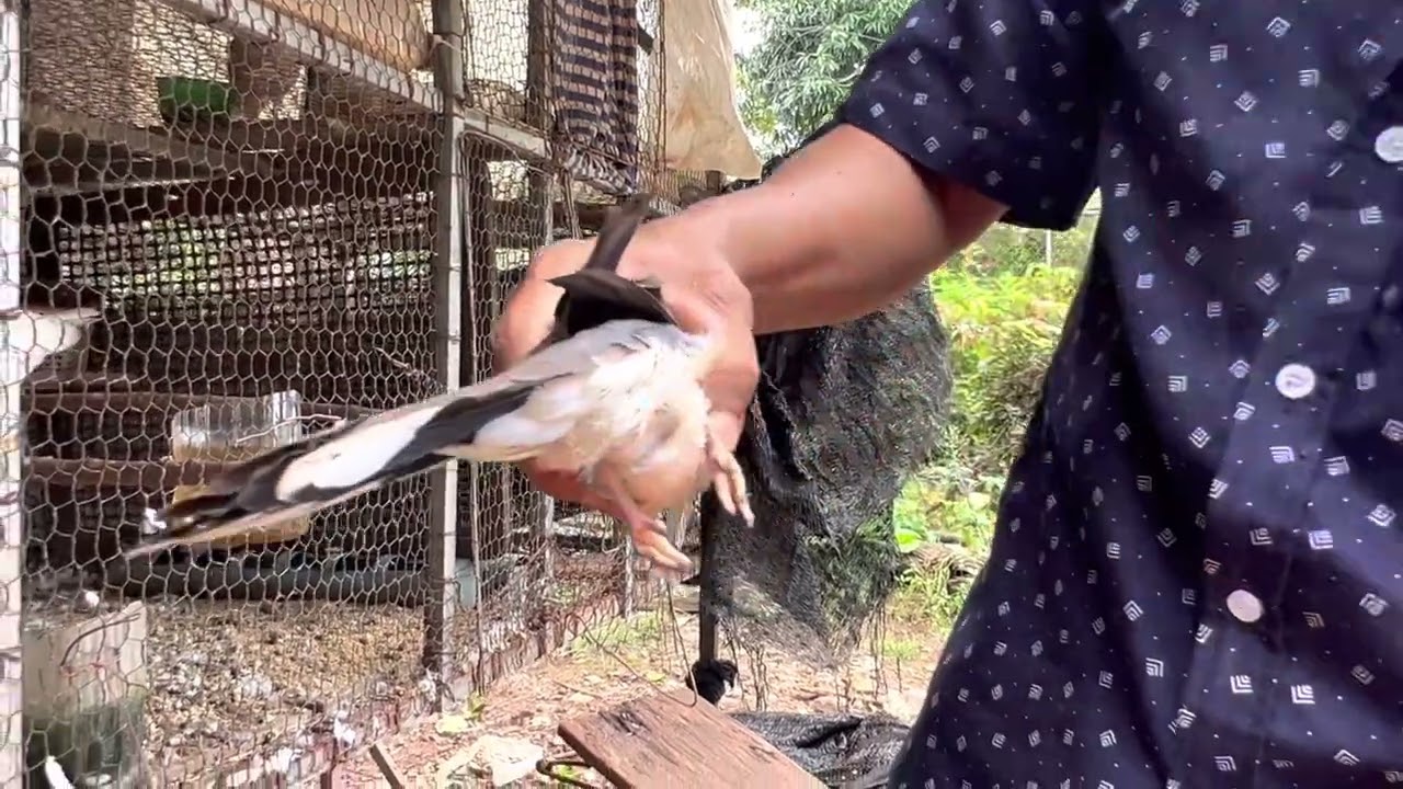 របៀបកំណត់ និងមើលលលកញី ឬឈ្មោល