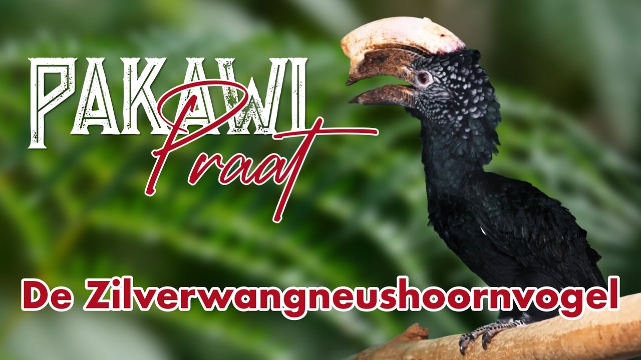 Pakawi Praat 08 - De Zilverwangneushoornvogel