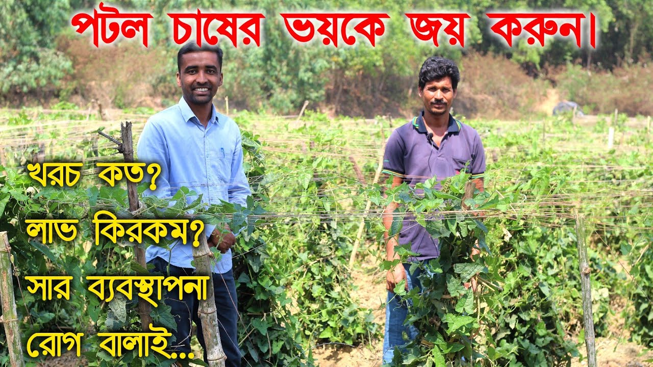 পটলচাষের সমস্ত তথ্য। পটলচাষ করবেন কেন? পটলচাষে লাভ কিরকম? পটলচাষের সমস্যা,পটলচাষ শুরু করবেন কিভাবে?