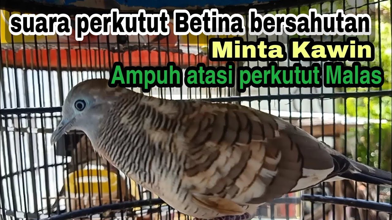 gacor birahi minta kawin suara perkutut betina memanggil jantan bersahutan ngerot Bekur, Ampuh!!