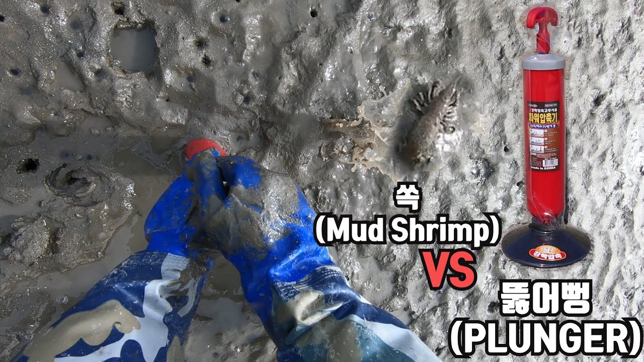 갯벌 체험 EP6) 구멍에 뚫어뻥을 넣었더니..쏙(갯가재)가 솟아올랐(Mud Shrimp VS Toilet Plunger)