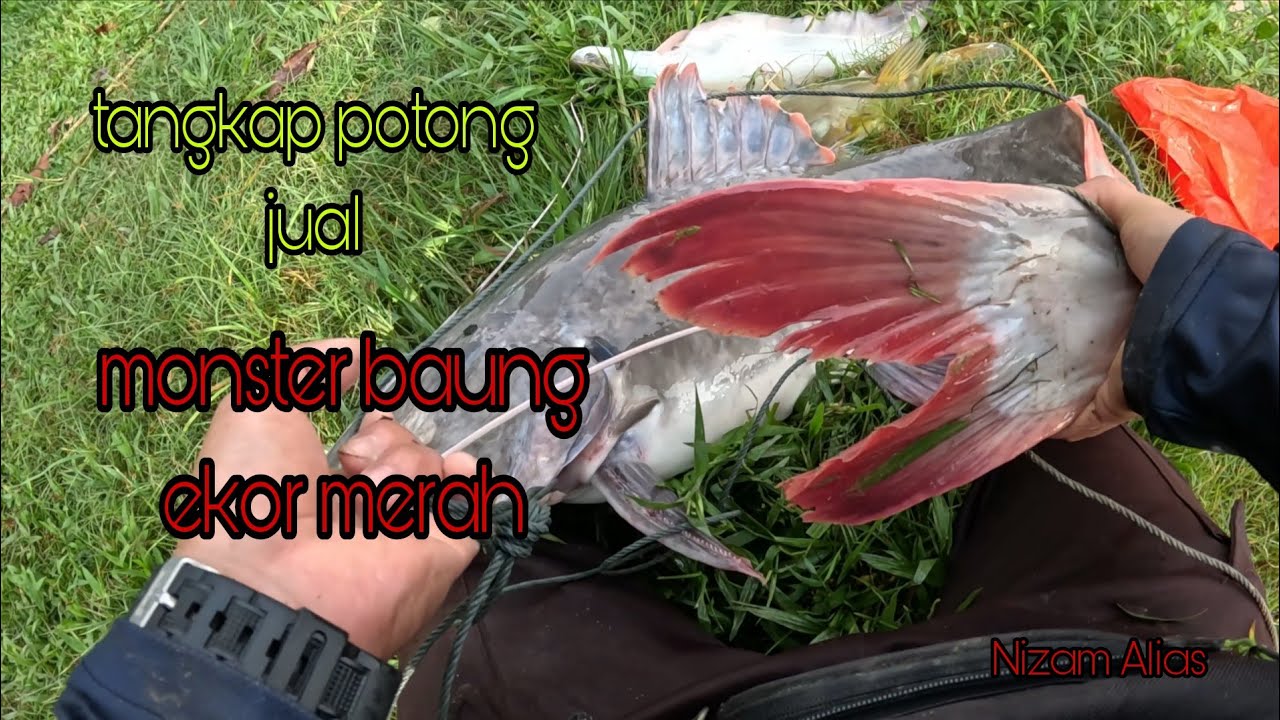 TANGKAP POTONG DAN JUAL MONSTER BAUNG EKOR MERAH