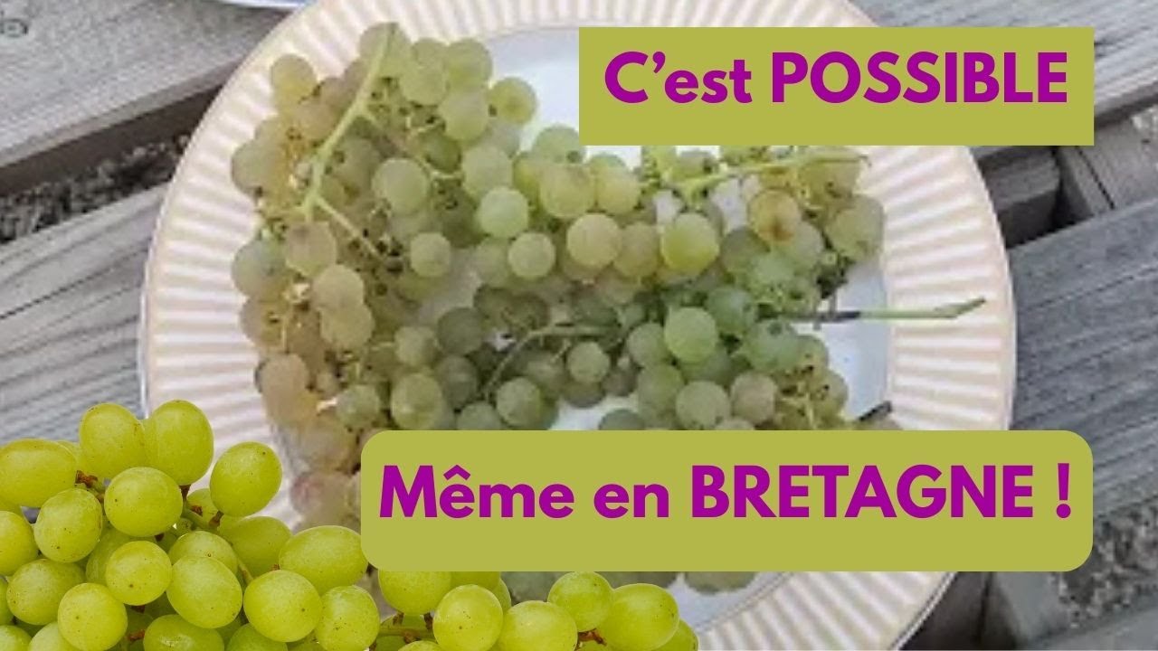 Récolter du RAISIN en BRETAGNE