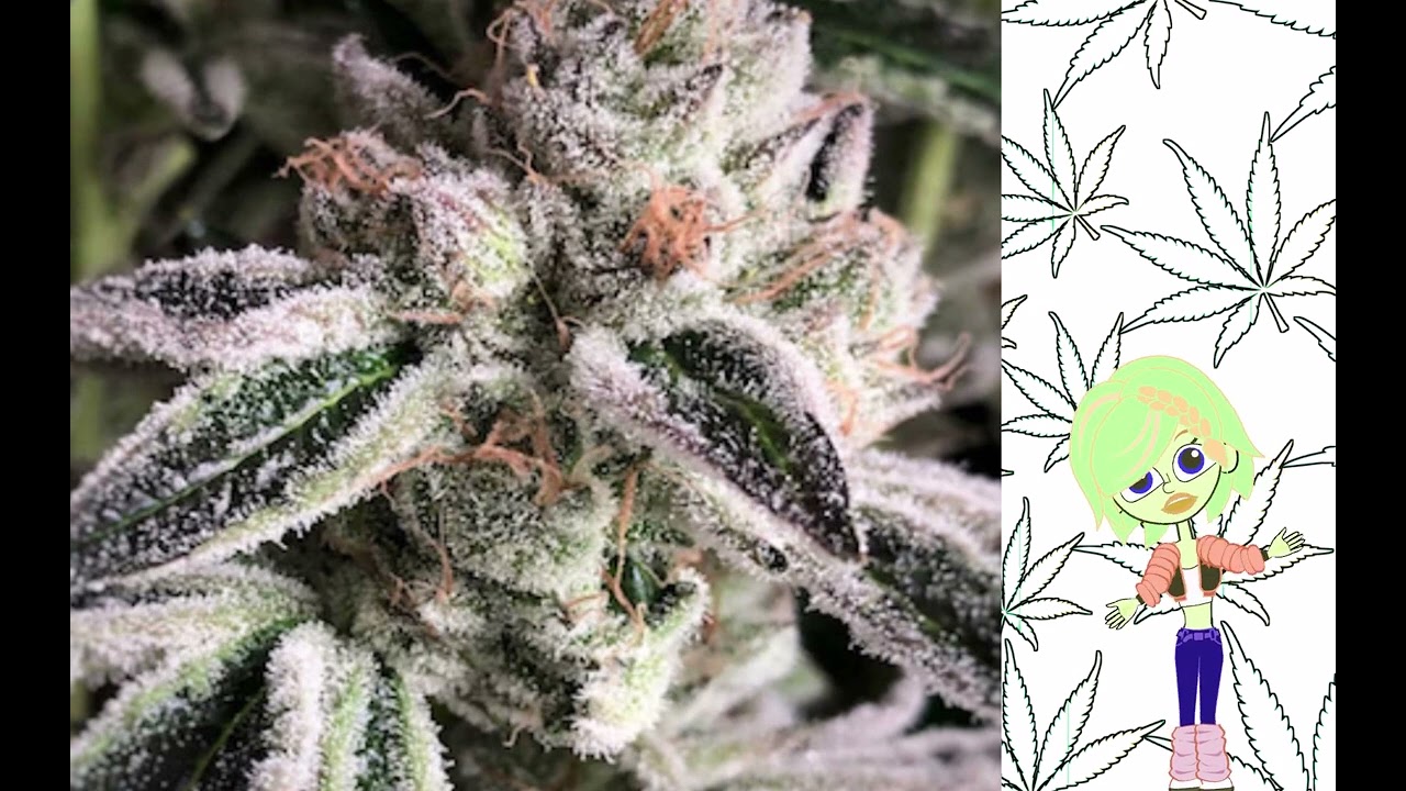Crescendo   Ethos Genetics