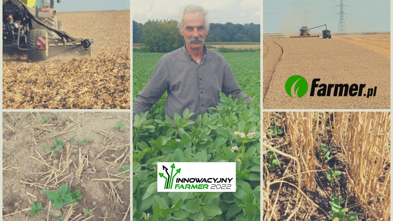 Międzyplony sposobem na sukces w gospodarstwie Wiesława Skopa - Innowacyjny Farmer 2022