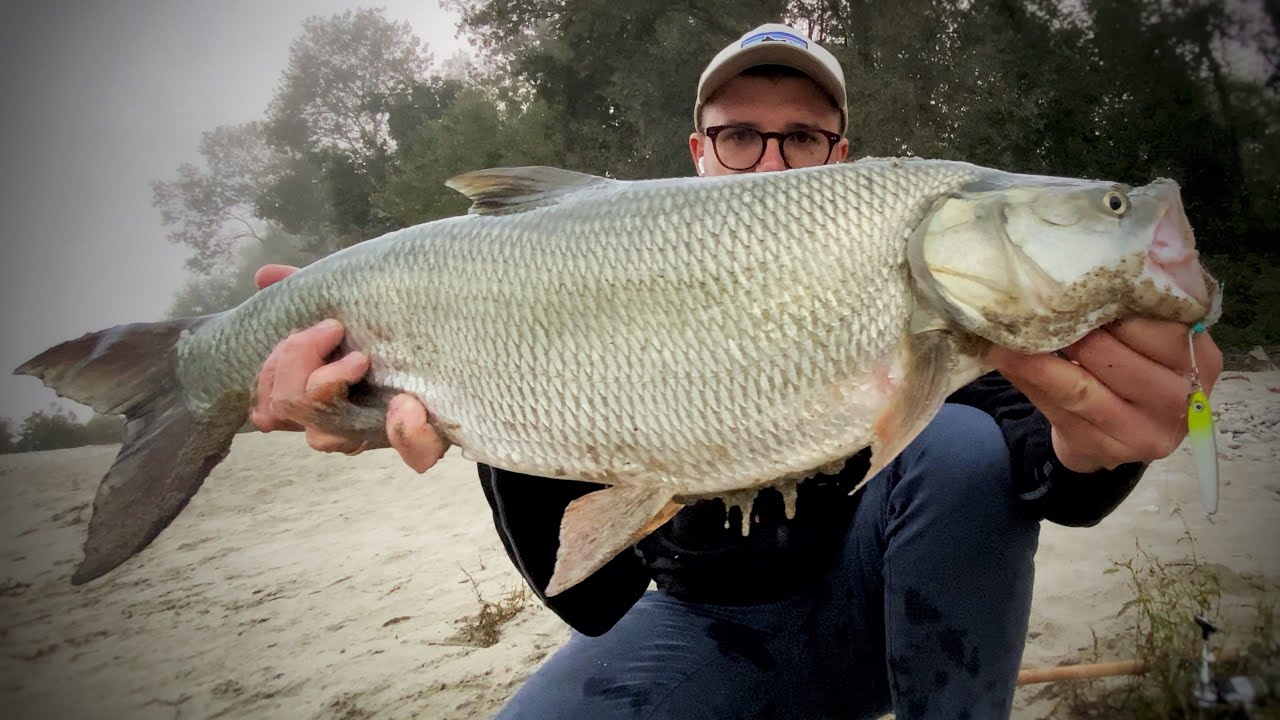 6 CATTURE IN UN ORA DI PESCA! Spinning all'Aspio Fiume Ticino - PRIMO EPISODIO