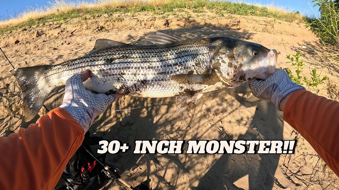 This Sacramento Fishing Spot Is ON FIRE In May! 🔥 Striper Fishing | New PB This Season  - 2025