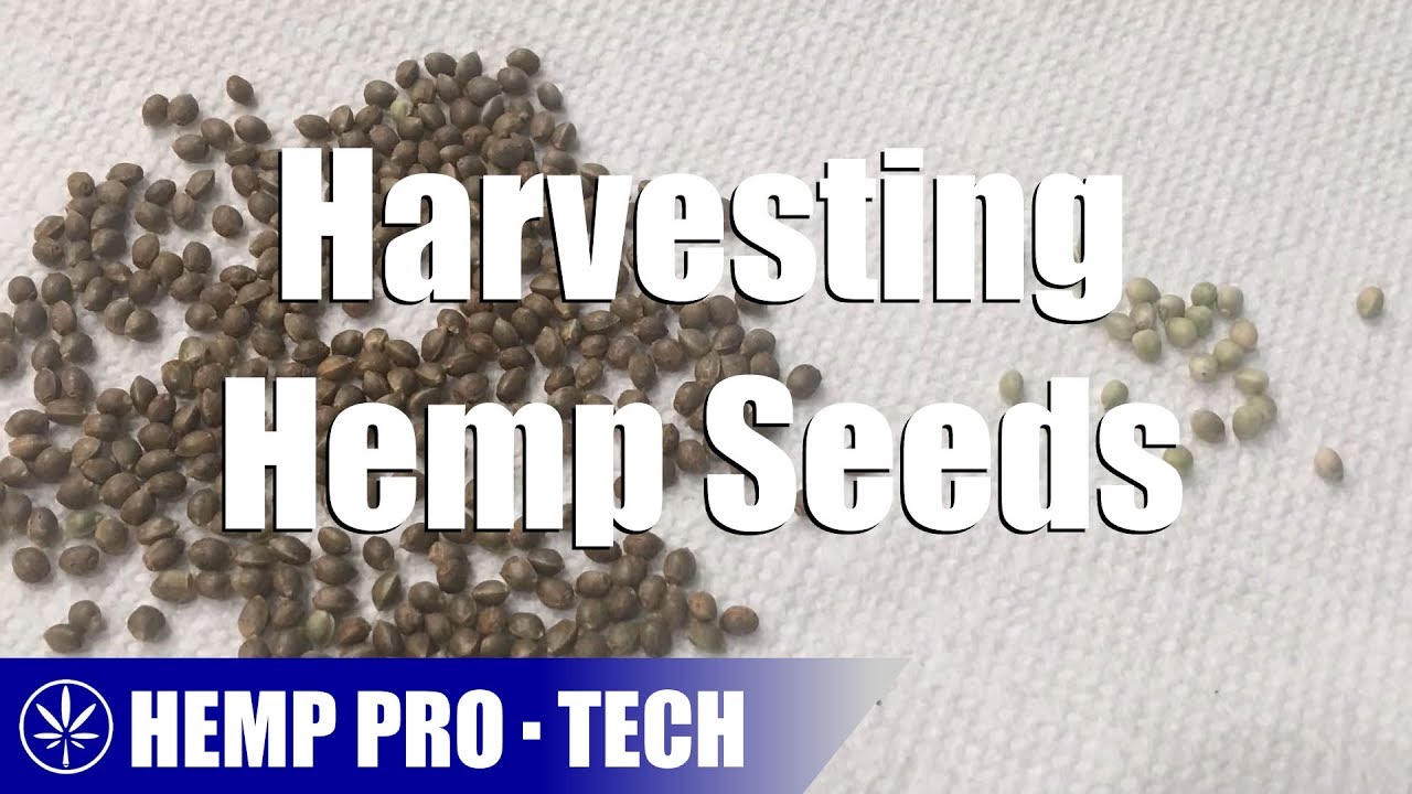 Harvesting Hemp Seeds