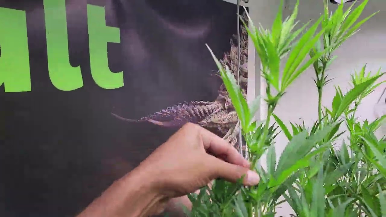 Day 18 Flower