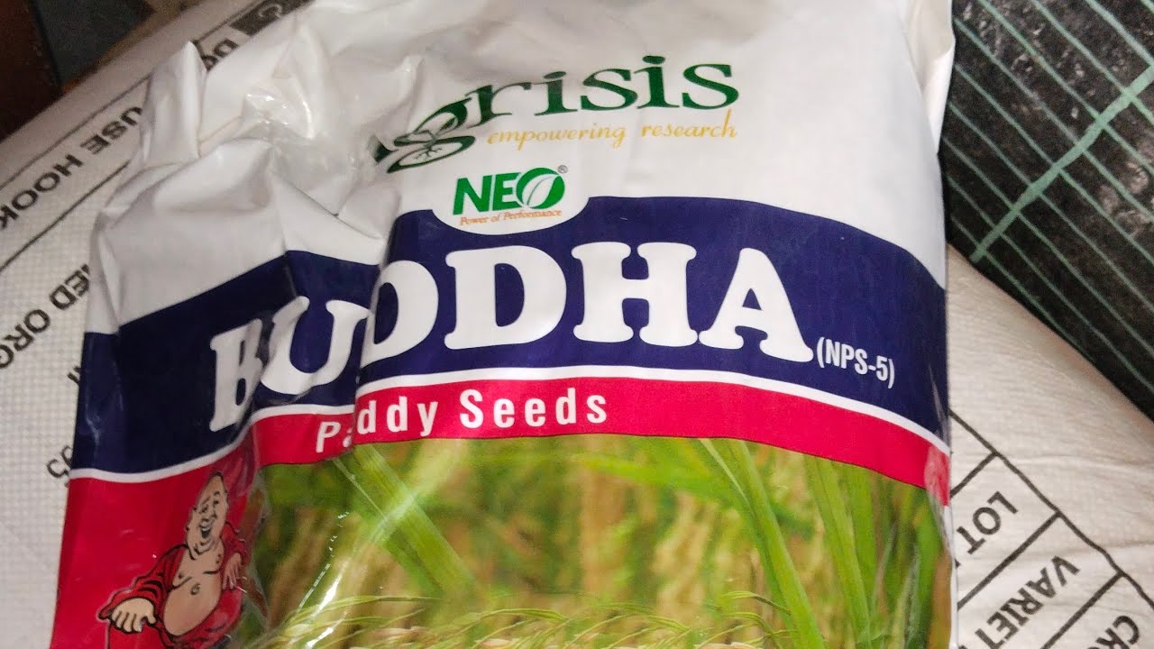 Agrisis budda paddy seeds verity 2025