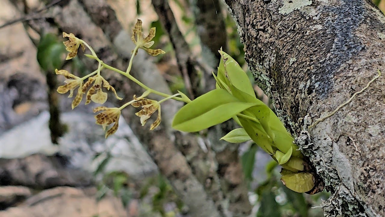 Habitat surpreendente  com várias espécies  de orquídeas no interior  do Brasil  Parte 2/2