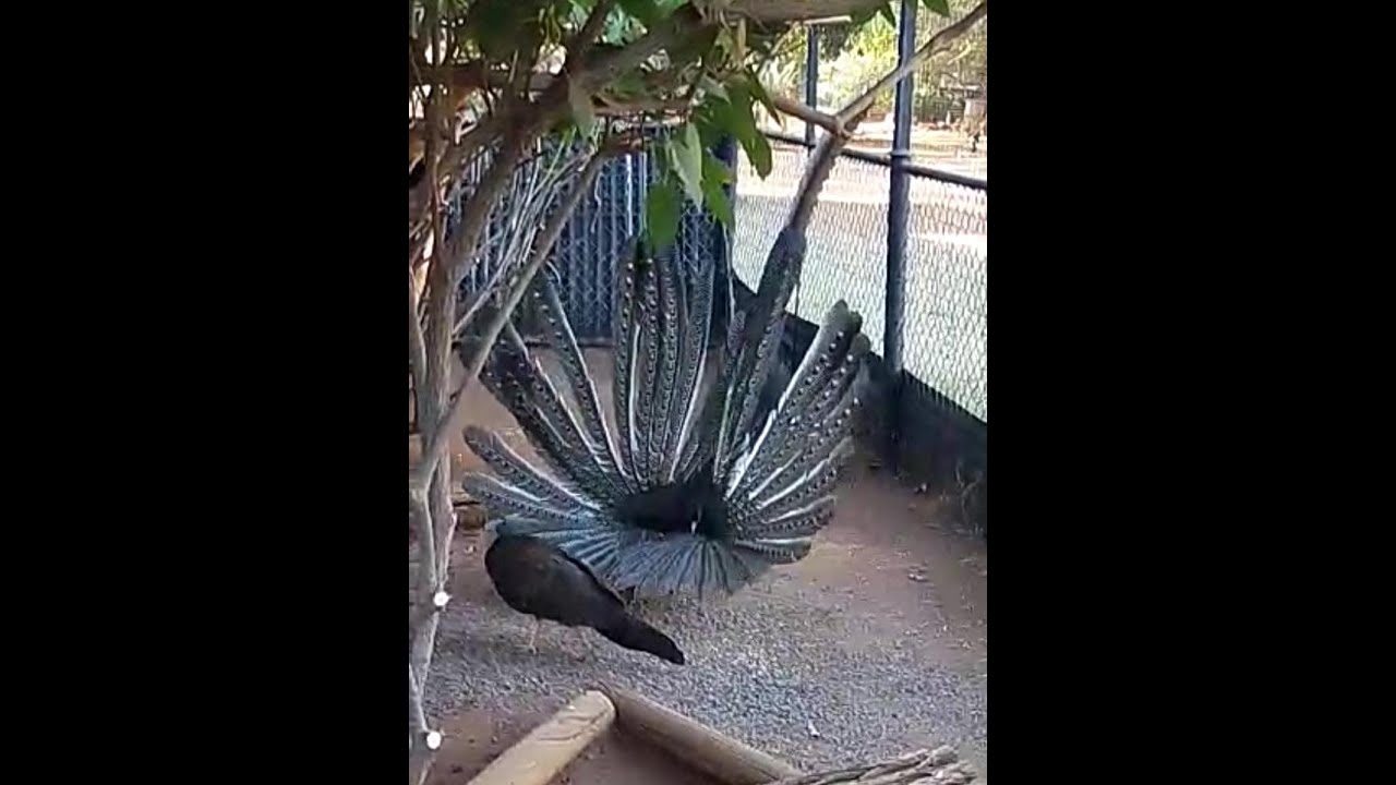 The MOST Beautiful Great Argus Pheasant Breeding Dance Display