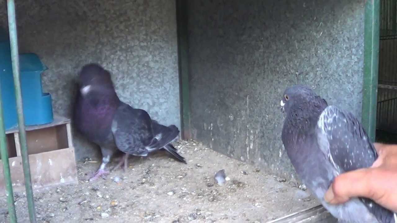 palomos de tiro y emperche, PALOMOS DE LUIS MOIRON